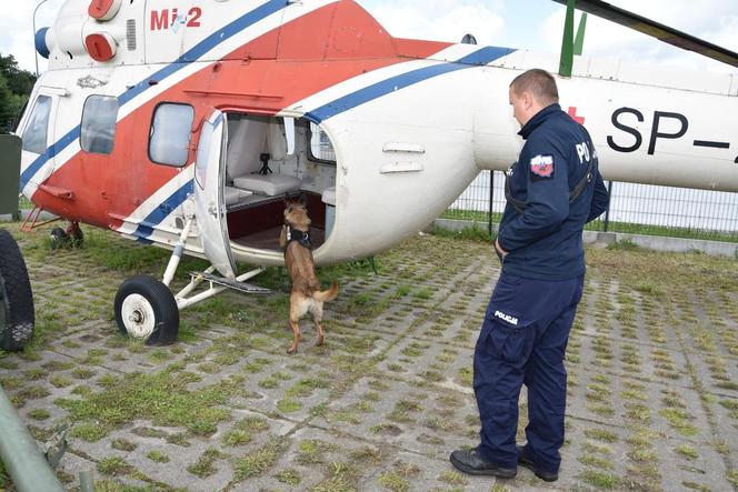  W lesie, między muzealnymi sprzętami rodem z PRL-u, a nawet w samolocie. Tak się szkolą policyjne psy [GALERIA]