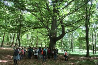 Drzewa w Lesie Murckowskim w Katowicach