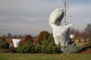 Osłona roślin przed mrozem