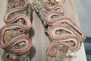 Nielegalnie handlował czaszkami zwierząt, skórami i szkieletami węży. Do akcji wkroczyła krakowska policja