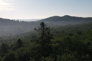To królowa bieszczadzkich lasów. Jodła „Niebolubna” to prawdziwa gigantka