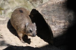 Góralki skalne w Warszawskim ZOO