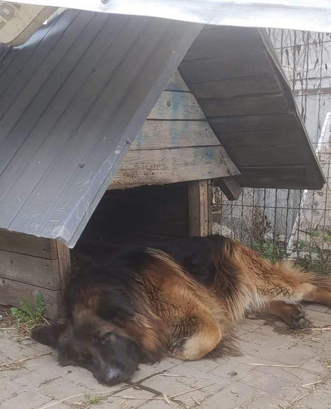 Weterynarz zabił zdrowego psa, bo pomylił adresy