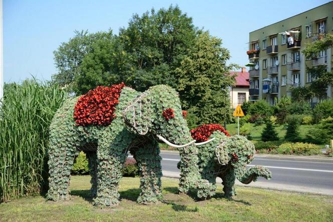 Ukrainiec zderzył się ze słoniami w Przeworsku