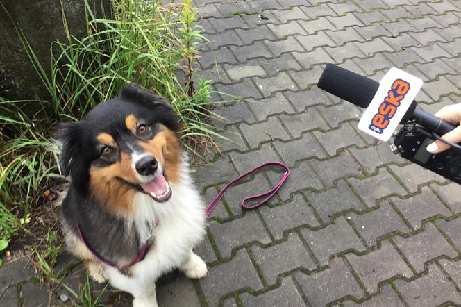 Ratownicze psy szukają zaginionych ludzi na terenie całej Małopolski.