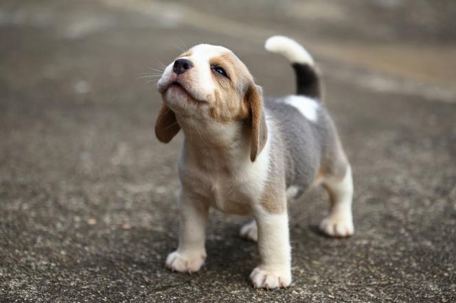 Beagle - szczeniak