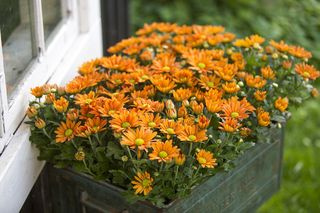 Jesienne kwiaty doniczkowe. Jakie kwiaty na jesień do domu?