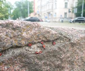 Czerwone owady opanowały centrum Szczecina. Nie są groźne, a wręcz bardzo pożyteczne