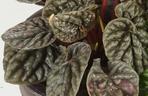 Peperomia