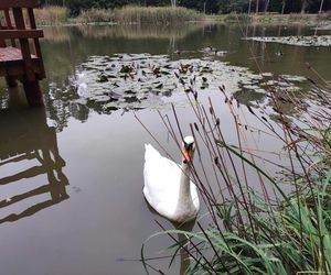 Pomost w Parku Piaskówka w Tarnowie