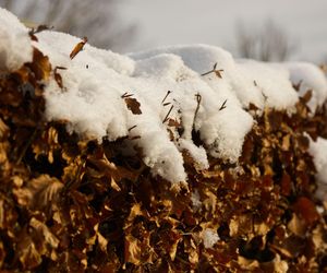 Żywopłot z buka