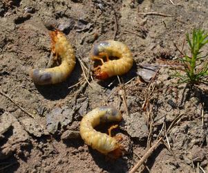 Niebezpieczne larwy atakują lasy w województwie podlaskim. Jak z nimi walczyć? [GALERIA]