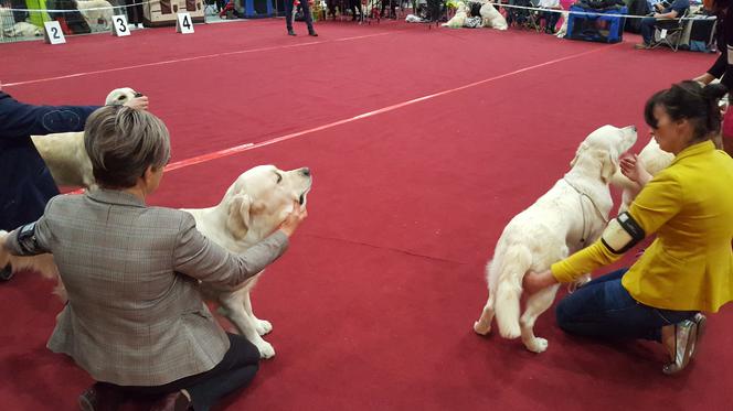 Międzynarodowa Wystawa Psów Rasowych w Bydgoszczy
