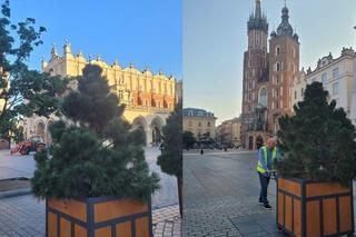 Kraków. Drzewa stanęły na Rynku Głównym. Czy takiego efektu spodziewali się mieszkańcy?