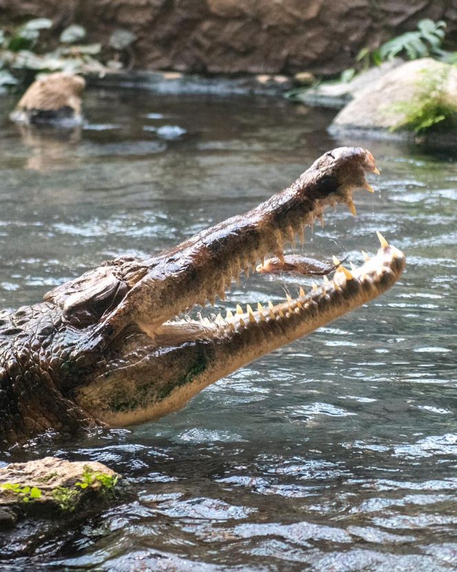 Orientarium Zoo Łódź. Pierwsze karmienie Krakena w historii ogrodu. To największy krokodyl w Europie [ZDJĘCIA].