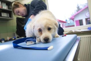 Mały Kazik szuka nowego domu