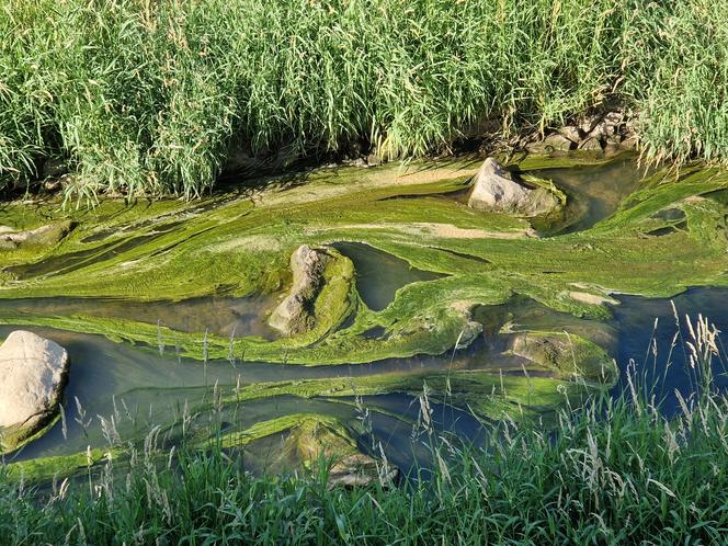 Zatruta rzeka Wilga w Krakowie