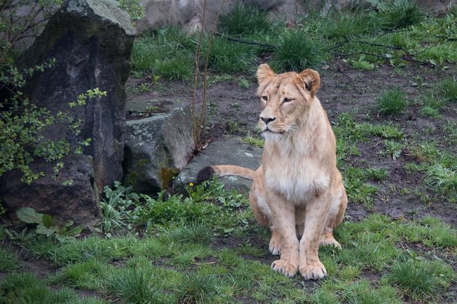Śląski Ogród Zoologiczny ma nowego mieszkańca. To lwica Anoona. Jest pogodna i towarzyska [ZDJĘCIA]