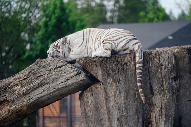 ZOO Borysew świętuje 15. urodziny! Zapowiada się niezapomniana impreza