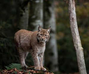 Ta kraina to raj dla turystów. Znajduje się tam m.in. „mazurski Sopot”