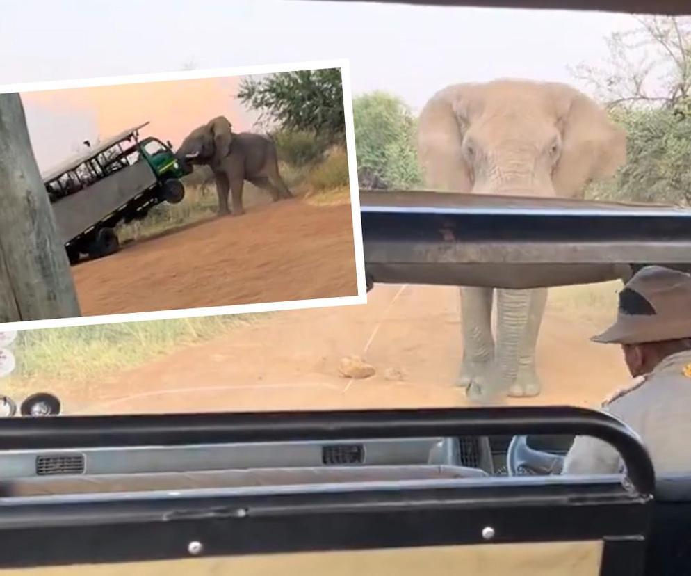 Słoń zaatakował samochód! Szokujące wideo 