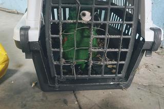 Wrocław. Ktoś wyrzucił na parkingu papugę. Była splątana sznurkiem do tresury