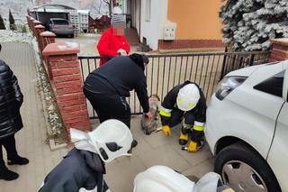 Dramat bezbronnego kundelka! Potrzebna była pomoc fachowców!