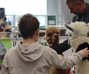 Tak wyglądał Zoopark 2024 w Lublinie! Zobacz zdjęcia