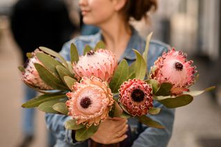 Egzotyczna protea – czy faktycznie sprawdzi się w kompozycjach na Wszystkich Świętych?