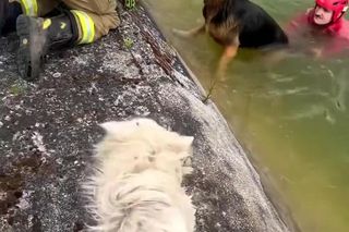 Pies ruszył na ratunek tonącemu przyjacielowi