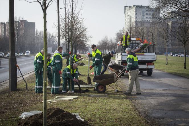 Milion drzew dla Warszawy - aplikacja na telefo