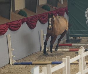 Czempionat Koni Ras Szlachetnych i Pokaz Ogierów Hodowlanych w Radzionkowie