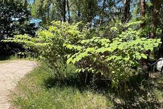   Rdestowiec japoński nielegalny w Polsce. Znajduje się na liście inwazyjnych gatunków obcych