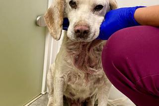 Bagier był żywą tarczą leczniczą