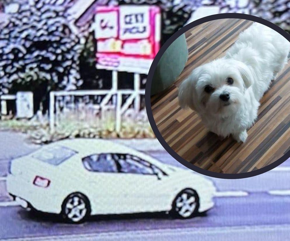 Dramat rodziny i happy end dla maltańczyka z Gniezna. Historia, która wzrusza i uczy