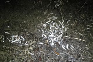 Tysiące martwych ryb w Dunajcu pod Tarnowem. Doszło do awarii elektrowni wodnej