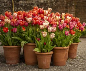 Tulipany w donicach