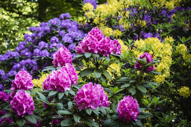 Rododendron stanowisko w ogrodzie