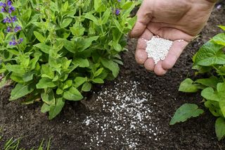 Fosfor - znaczenie fosforu dla roślin. Rola fosforu w życiu roślin