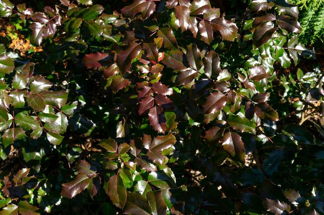 Mahonia pospolita