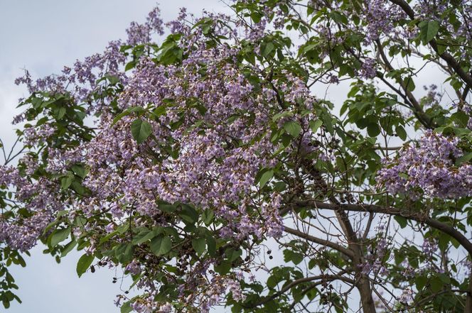 Paulownia