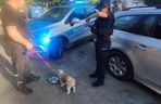 Policja uratowała psa z auta rozgrzanego jak piekarnik! Reakcja właściciela zszokowała wszystkich