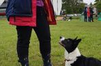 Pies, Sport i Ty