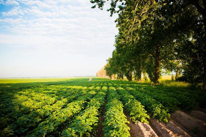 Lębork – polska stolica frytek