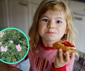 Łagodzi biegunki, pomaga w leczeniu stawów i wzmacnia odporność. Babcia karmiła nas nią codziennie