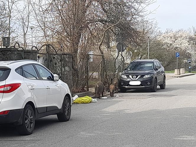 Dzik jest dziki, dzik jest zły? Jak się zachować, kiedy spotkamy go na swojej drodze?