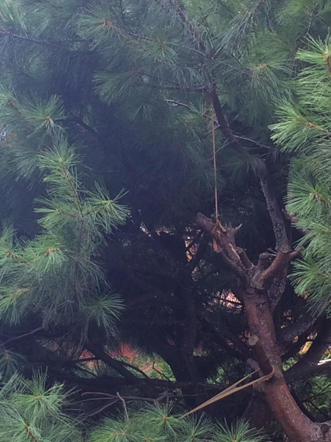 SPADŁ Z 3 PIĘTRA I ZAWISŁ NA DRZEWIE