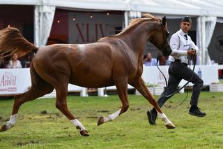 Bajońskie sumy na aukcji koni w Janowie Podlaskim! Na Pride of Poland przyjechali nabywcy z całego świata [ZDJĘCIA]