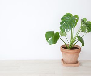 Monstera: tak piękna, jak niebezpieczna