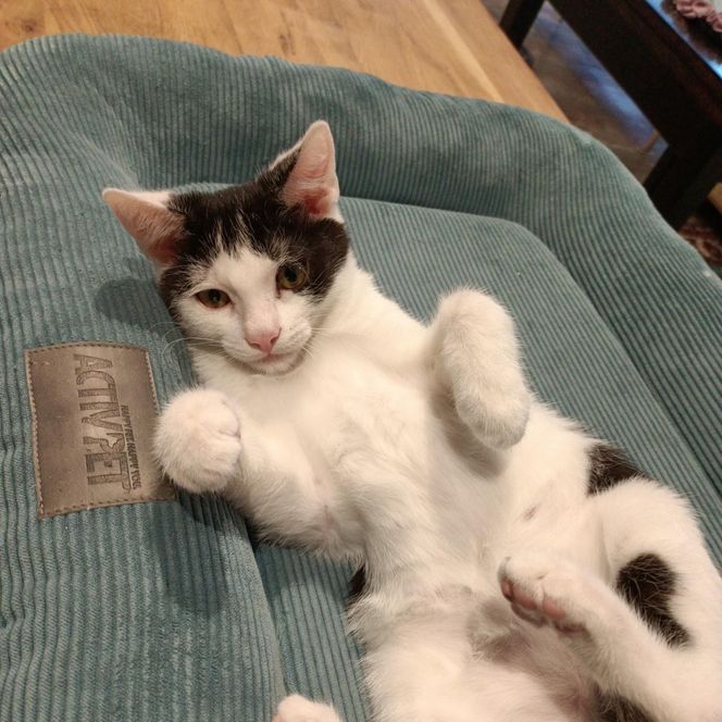 Tramwajowe koty szukają domu. "Fabryka Mruczenia", mały Duńczyk i spółka polecają się do adopcji.